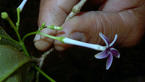 Image of Rauvolfia grandiflora Mart. ex A. DC.