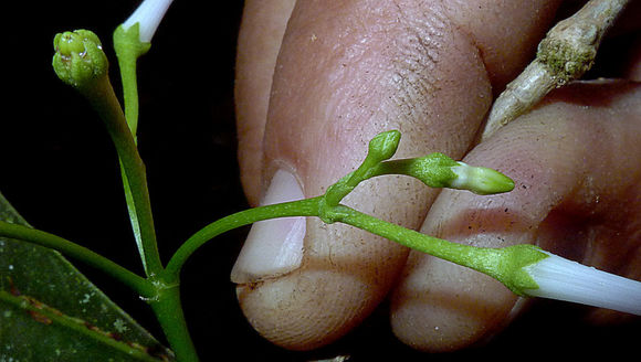 Image of Rauvolfia grandiflora Mart. ex A. DC.