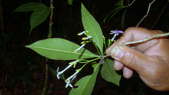 Image de Rauvolfia grandiflora Mart. ex A. DC.