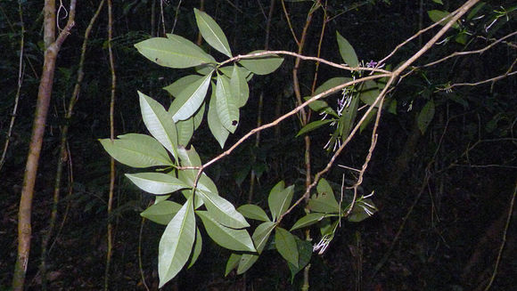 Image of Rauvolfia grandiflora Mart. ex A. DC.