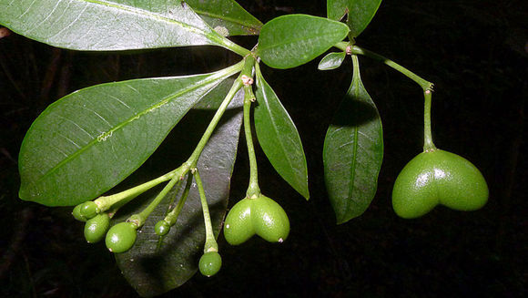 Image of Rauvolfia grandiflora Mart. ex A. DC.