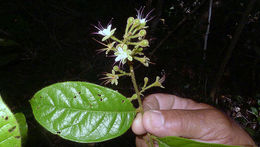 Image of Hirtella ciliata Mart. & Zucc.