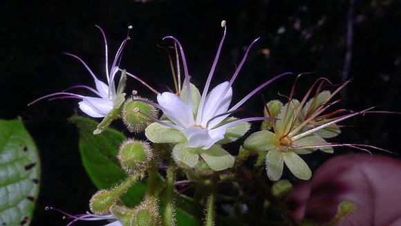 Image de Hirtella ciliata Mart. & Zucc.