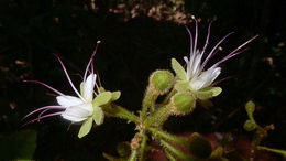 Image of Hirtella ciliata Mart. & Zucc.