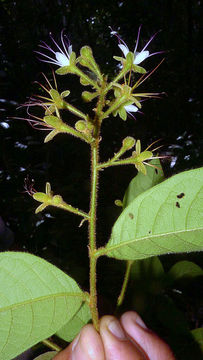 Image of Hirtella ciliata Mart. & Zucc.