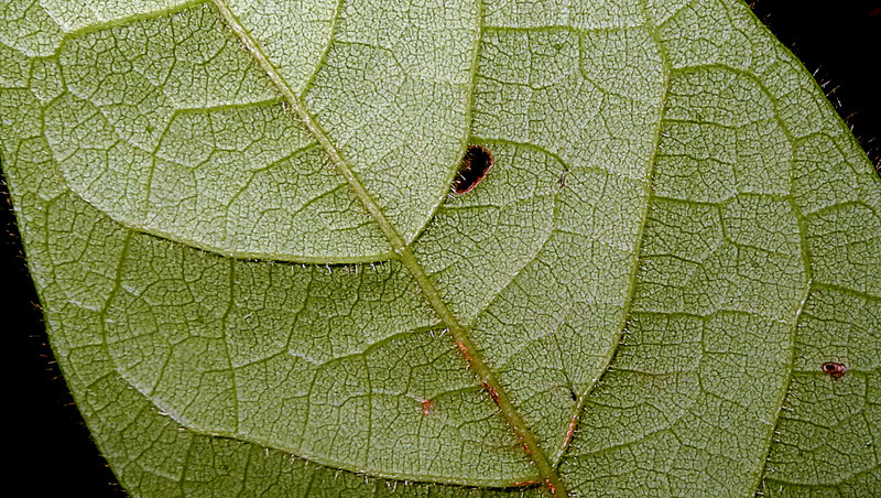 Hirtella ciliata Mart. & Zucc. resmi