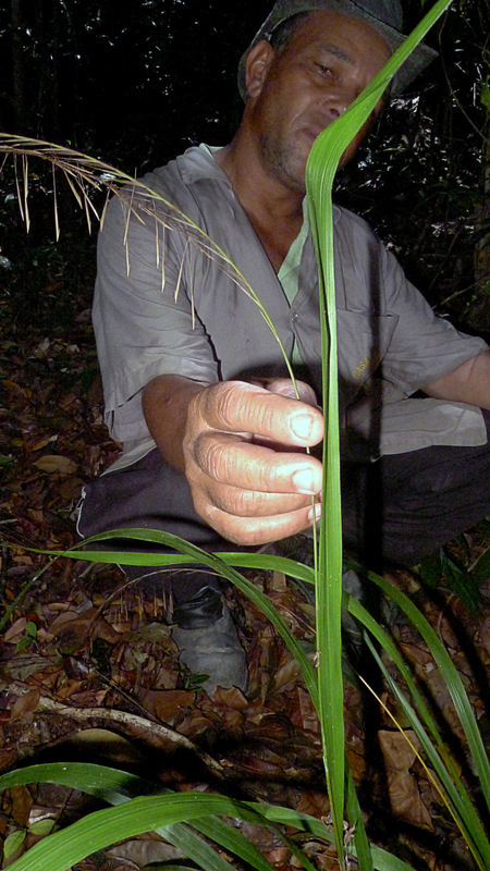 Image of Streptogyna americana C. E. Hubb.