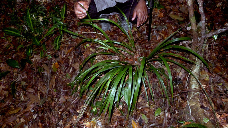 Image of Streptogyna americana C. E. Hubb.