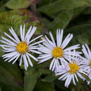 Image of subalpine aster