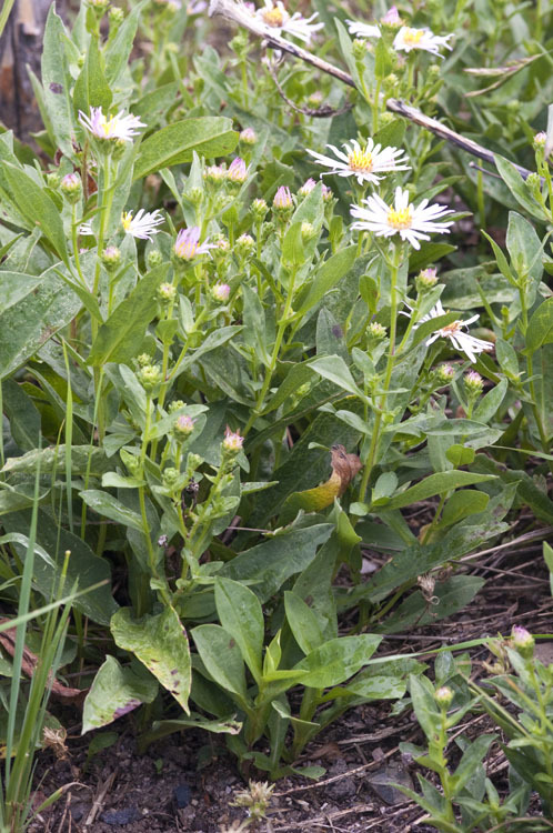 Eurybia merita (A. Nels.) G. L. Nesom resmi