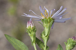 Слика од Eurybia merita (A. Nels.) G. L. Nesom