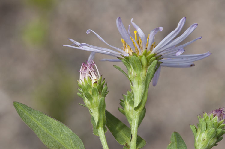 Imagem de Eurybia merita (A. Nels.) G. L. Nesom