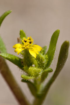 Image of mountain tarweed