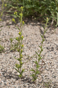 Image of mountain tarweed