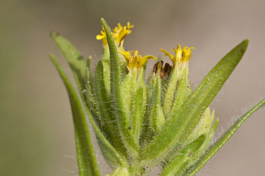 Image of mountain tarweed