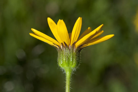 Image of hairy arnica