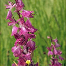 <i>Orchis <i>palustris</i></i> ssp. palustris的圖片