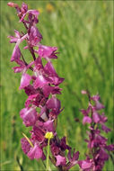 صورة <i>Orchis <i>palustris</i></i> ssp. palustris