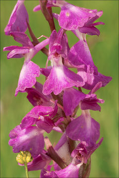 <i>Orchis <i>palustris</i></i> ssp. palustris的圖片