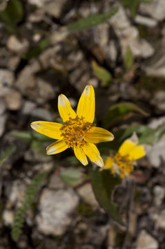 Image of Rydberg's arnica