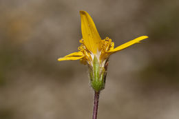 Image of Rydberg's arnica