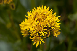 Image of Rocky Mountain goldenrod