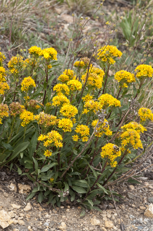 Image of Rocky Mountain goldenrod