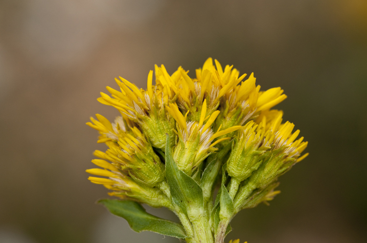 Image of Rocky Mountain goldenrod