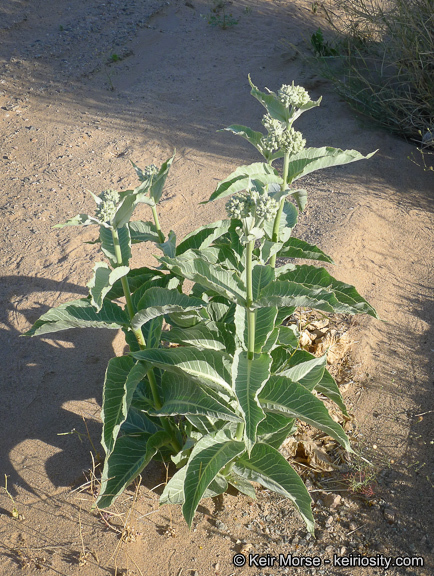 Asclepias erosa Torr.的圖片