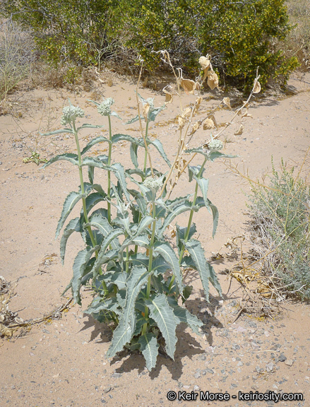 Asclepias erosa Torr.的圖片