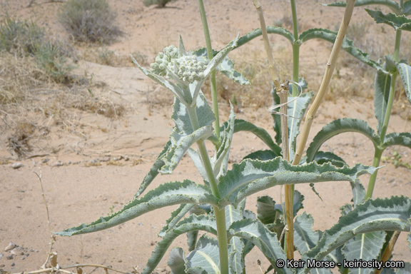 Asclepias erosa Torr.的圖片