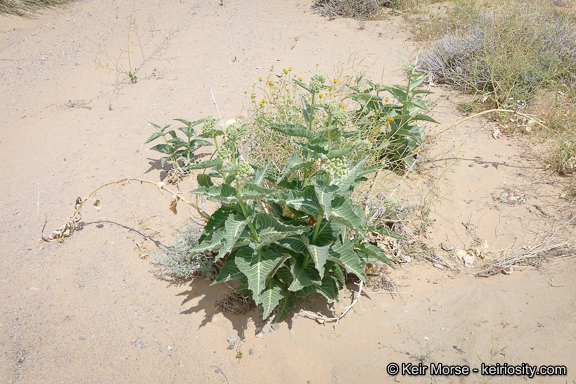 Asclepias erosa Torr.的圖片