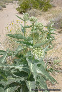 Asclepias erosa Torr.的圖片