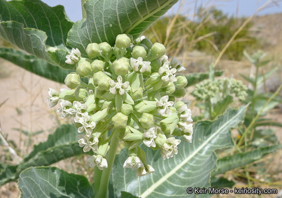 Asclepias erosa Torr.的圖片