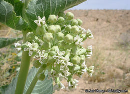 Asclepias erosa Torr.的圖片