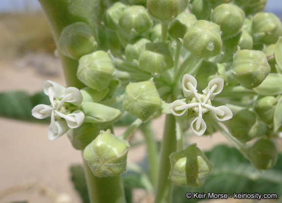 Asclepias erosa Torr.的圖片