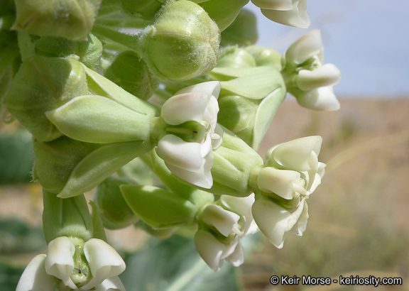 Asclepias erosa Torr.的圖片