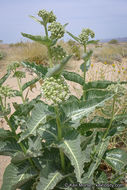 Asclepias erosa Torr.的圖片