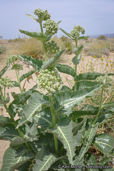 Asclepias erosa Torr.的圖片