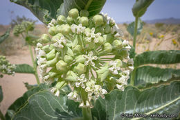 Asclepias erosa Torr.的圖片