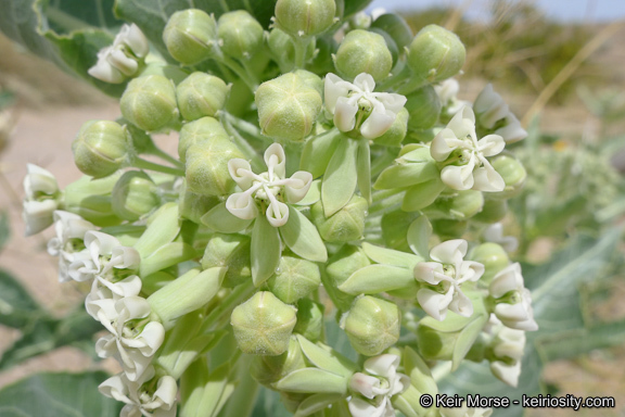 Asclepias erosa Torr.的圖片