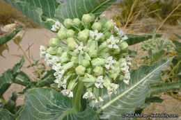 Asclepias erosa Torr.的圖片