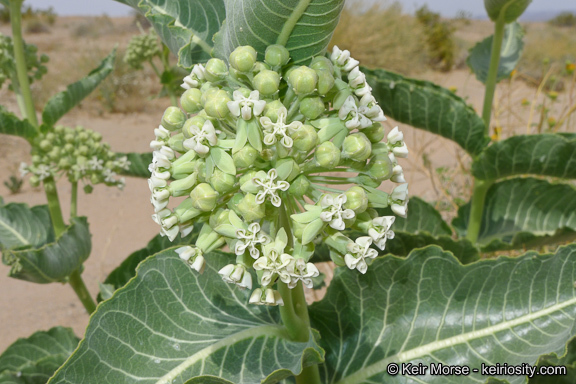 Asclepias erosa Torr.的圖片