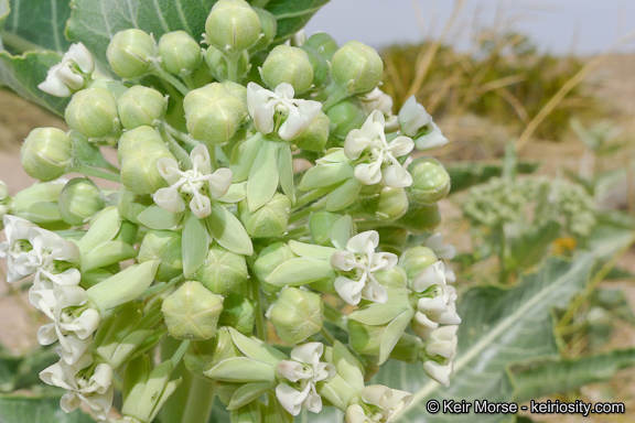 Asclepias erosa Torr.的圖片