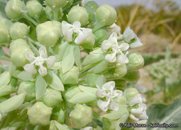 Asclepias erosa Torr.的圖片