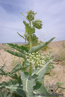 Asclepias erosa Torr.的圖片