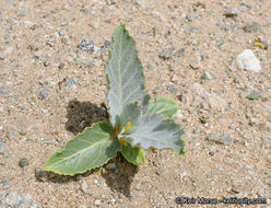 Asclepias erosa Torr.的圖片