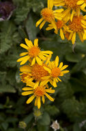 Image of fuscate groundsel