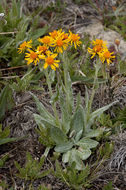 Tephroseris lindstroemii (Ostenf.) A. & D. Löve resmi