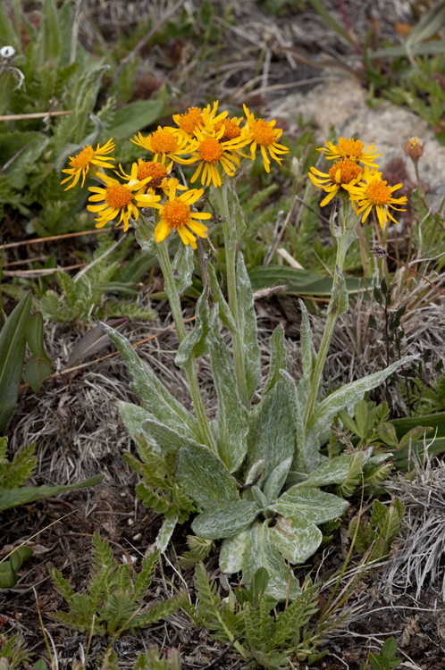 Tephroseris lindstroemii (Ostenf.) A. & D. Löve resmi